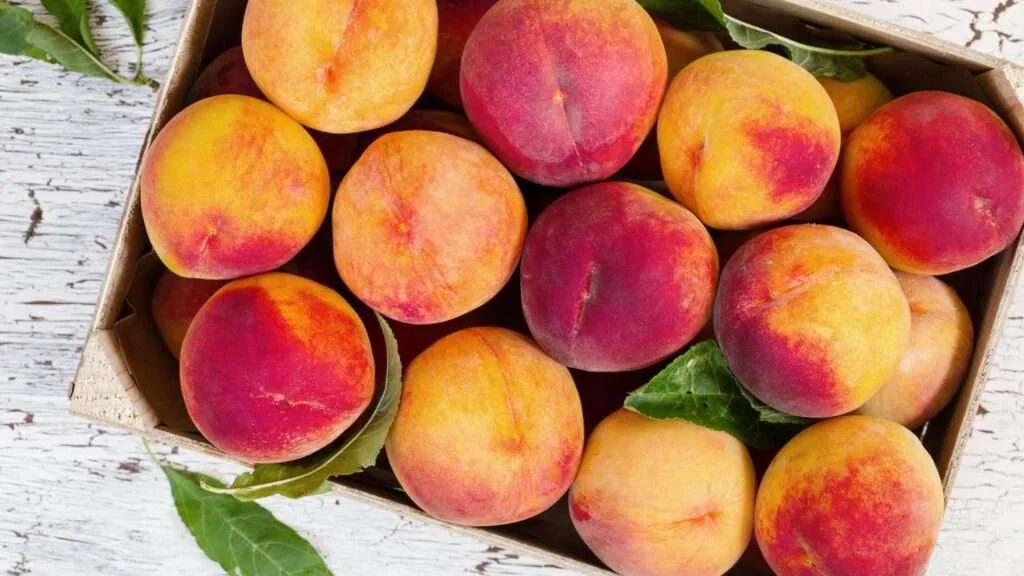 Peach-Picking-Tips-1024x576