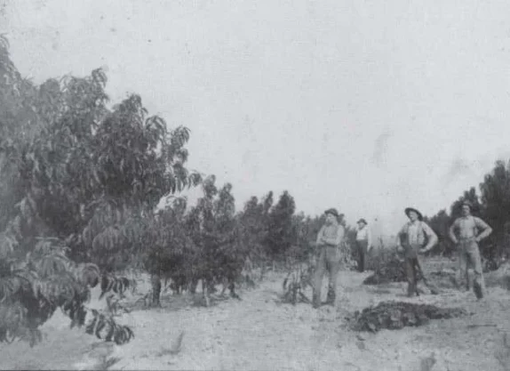 Peach-Orchard-in-Graton