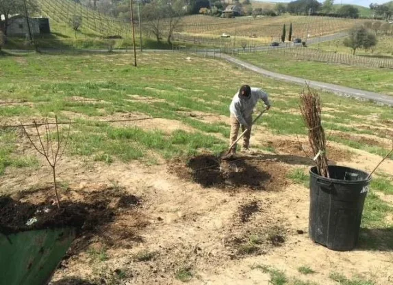 Planting-our-first-trees